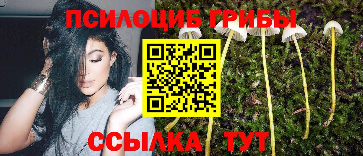 Псилоцибиновые грибы Psilocybine cubensis Каменск-Шахтинский